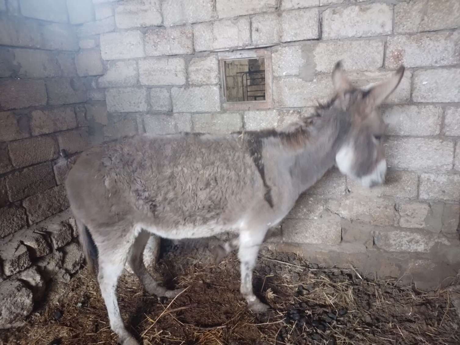 Göygöldə qonşu qonşusunu eşşəyin səsinə görə döydü 