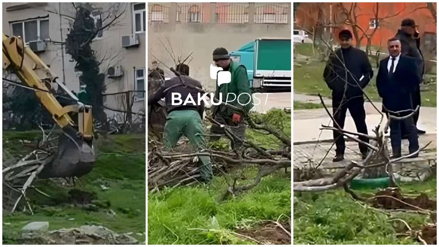 Bakıda ağacların köçü! - Nazirlik daha bir ərazidə yaşıllığı məhv etdi - VİDEO
