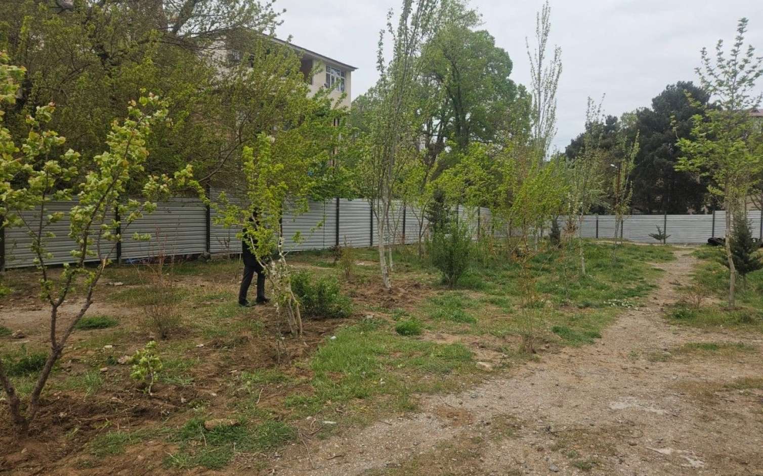 Sumqayıtda çıxarılan ağacların yerinə yeniləri əkildi - FOTO 