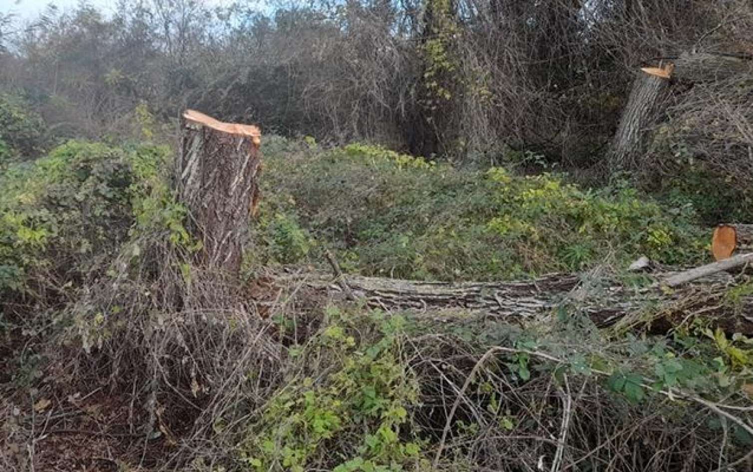 Ağacları kəsib, təbiətə 13440 manat ziyan vurublar 