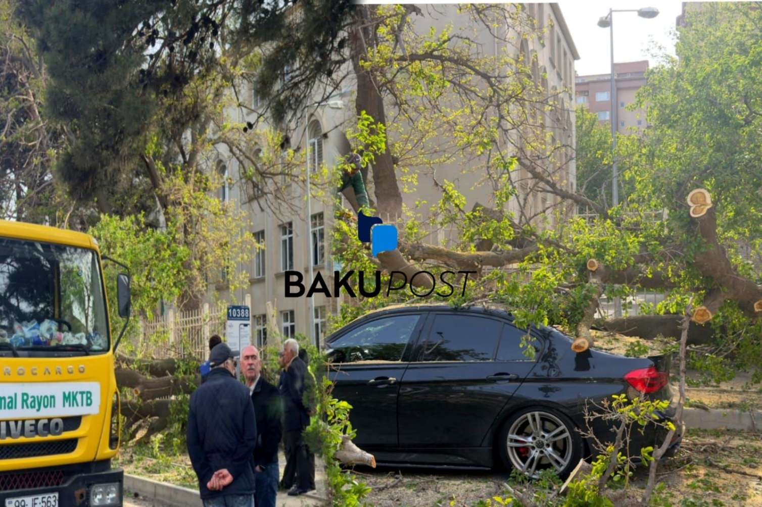 Liseyin həyətində nəhəng ağac aşdı - Təşviş yarandı  - FOTO