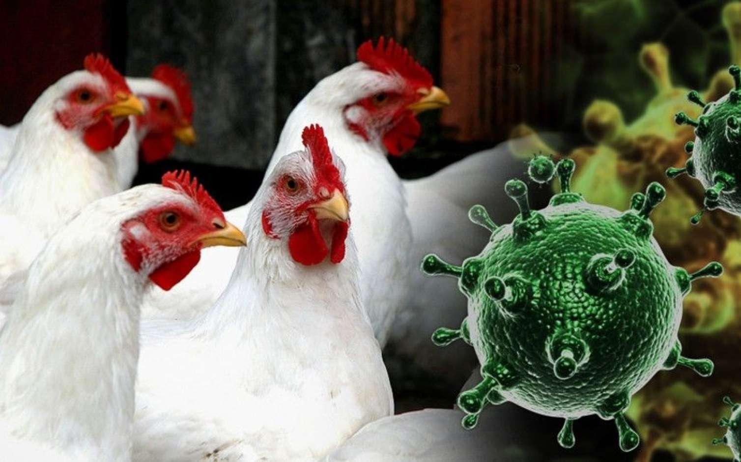 Azərbaycanda "quş qrip"i yayıla bilər - İş adamı AQTA-nı günahlandırdı 