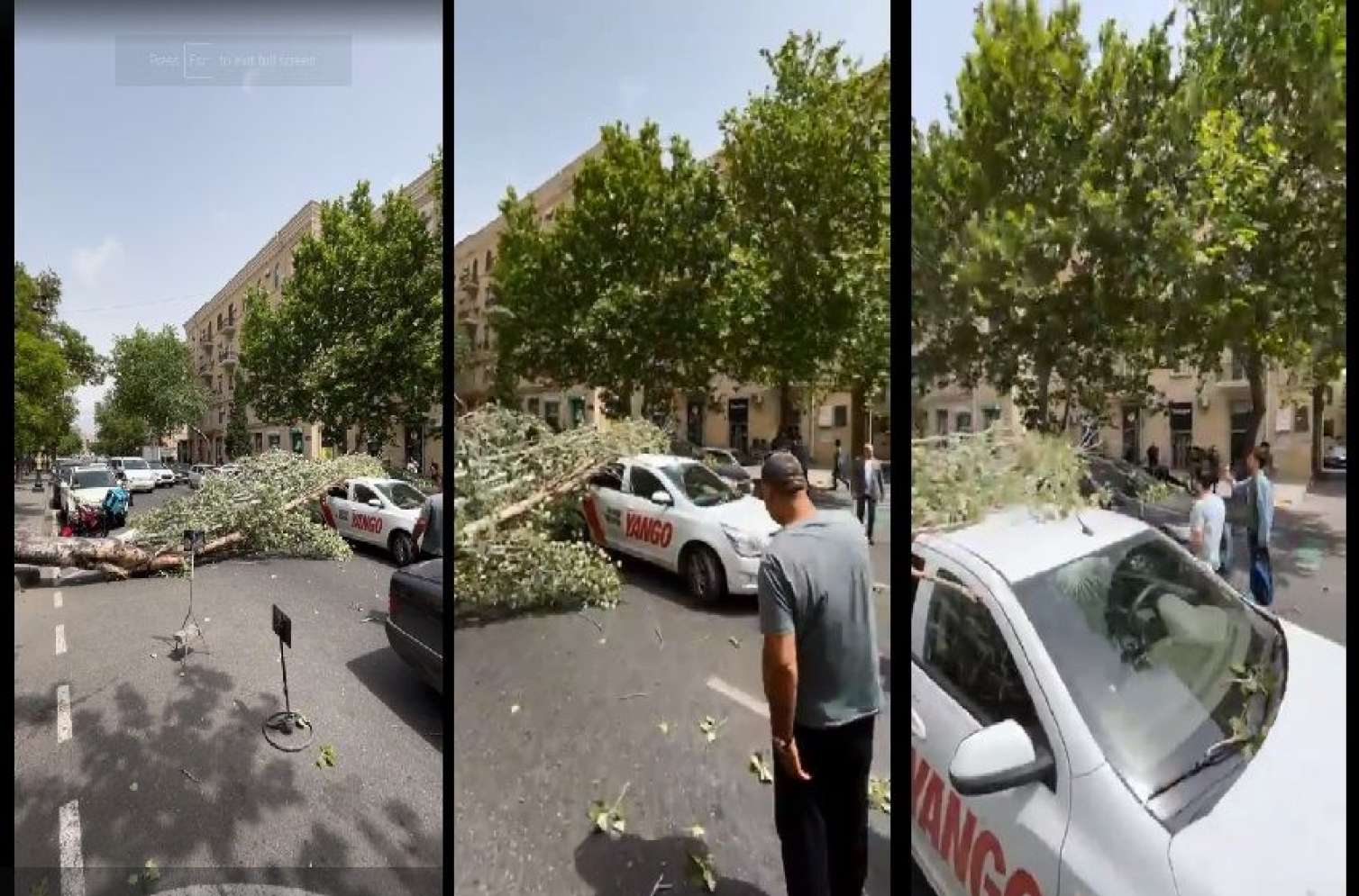 Bakıda güclü külək ağacı taksinin üzərinə aşırdı - VİDEO