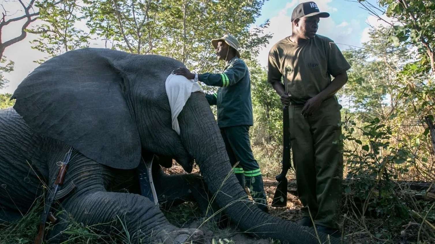 Zimbabvedə fillər 18 nəfəri öldürdü -   GPS sistemi işə salındı
