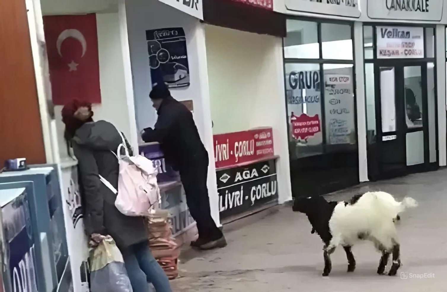 Avtovağzala girən keçi kassadan pulları götürüb getdi - VİDEO  