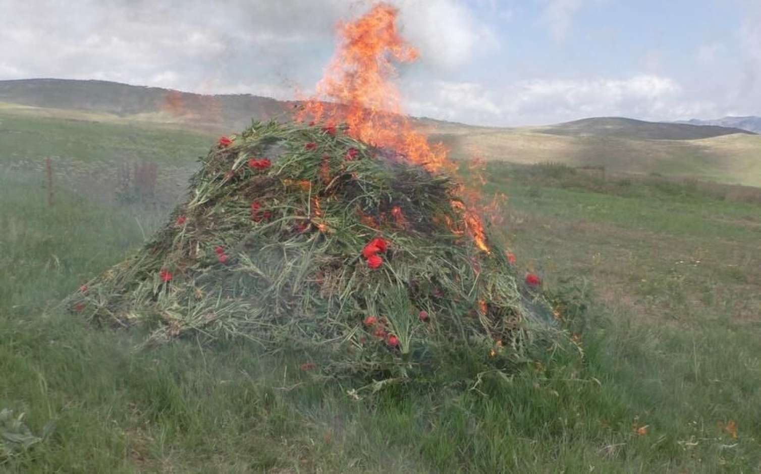 Yardımlıda xaş-xaş kolu məhv edildi 