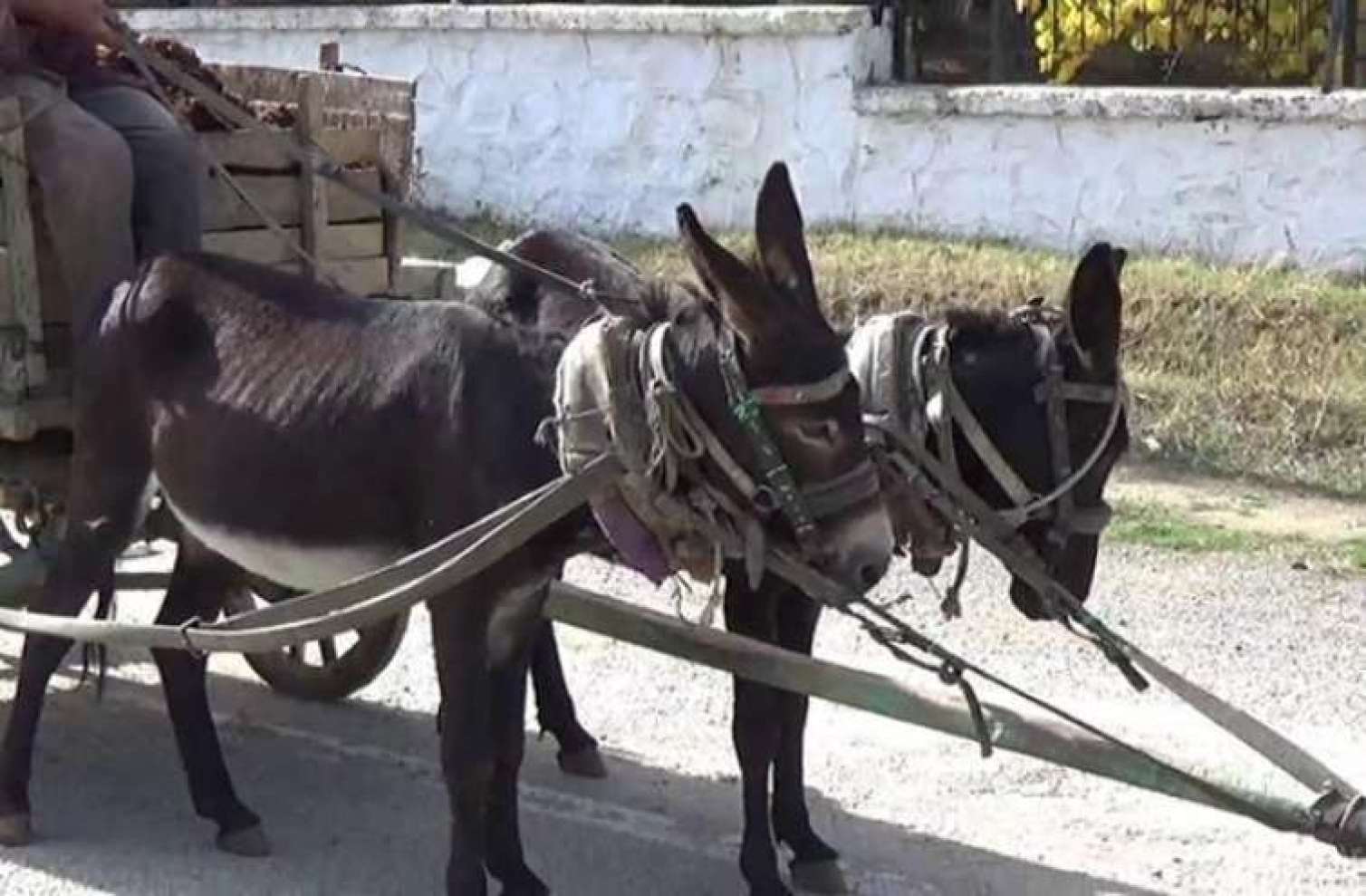 Bakıda zibillərin eşşək arabası ilə daşınmasına REAKSİYA 