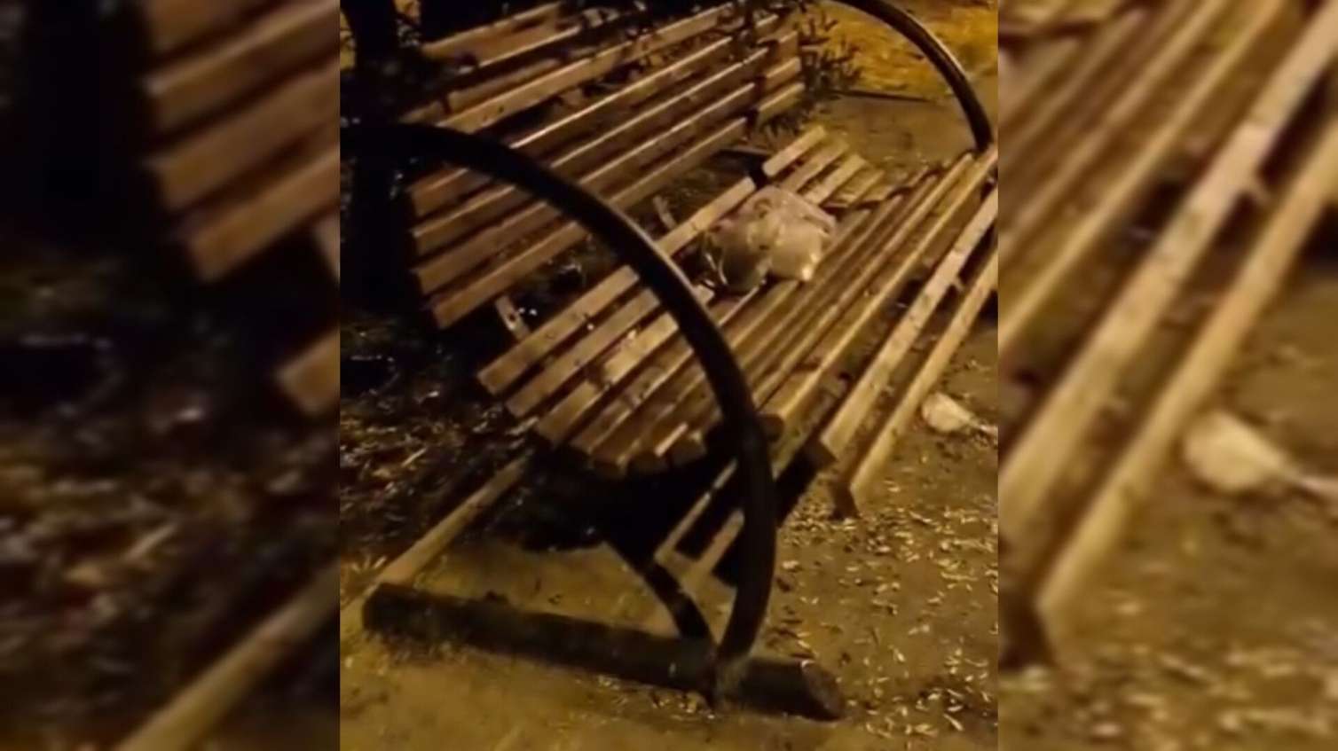 Pis qoxu, tullantılar və laqeydlik - Hövsan parkında dözülməz vəziyyət - VİDEO 