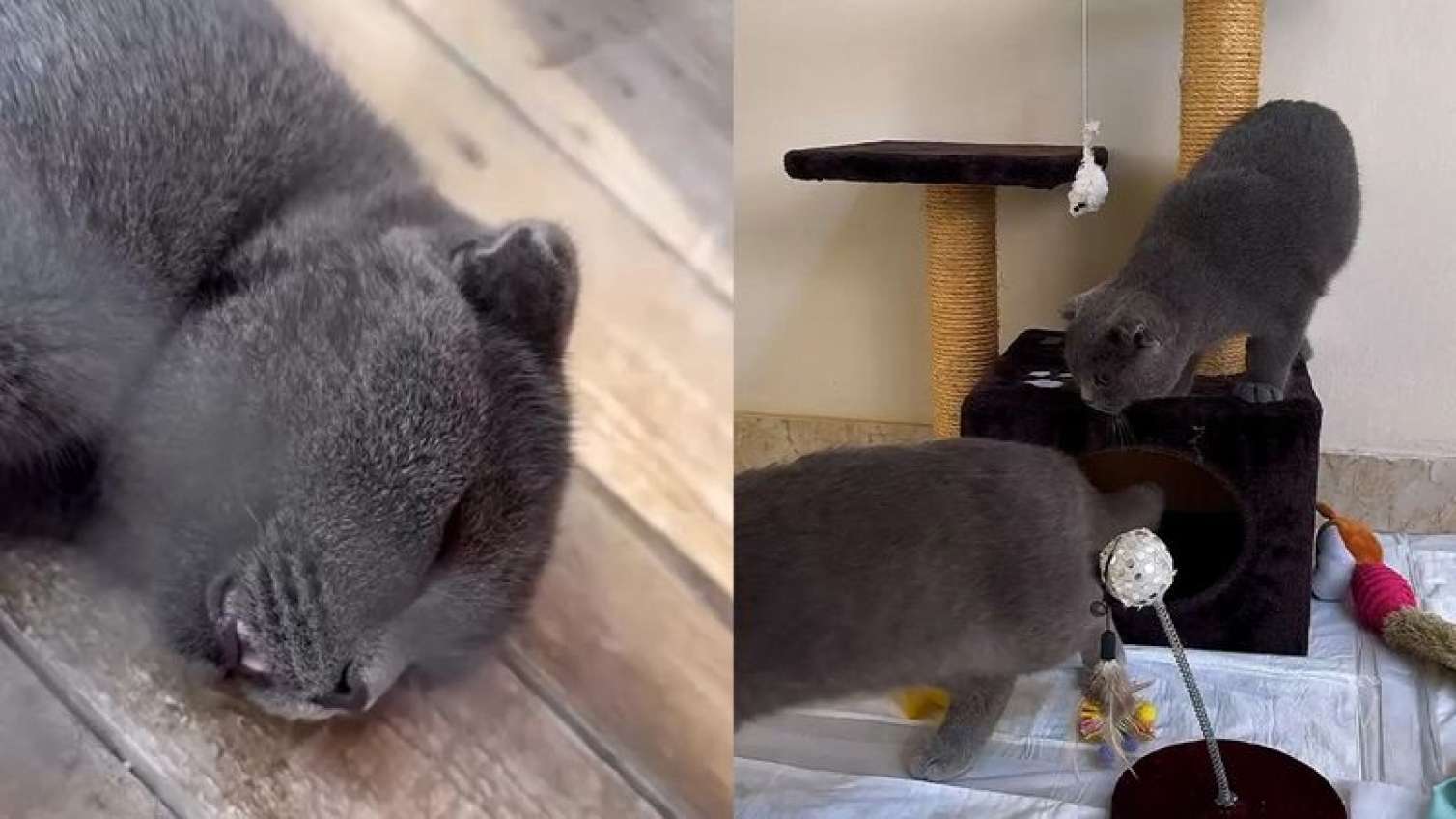 Bakıda məşhur oteldə qanunsuz zoopark AŞKARLANDI - VİDEO