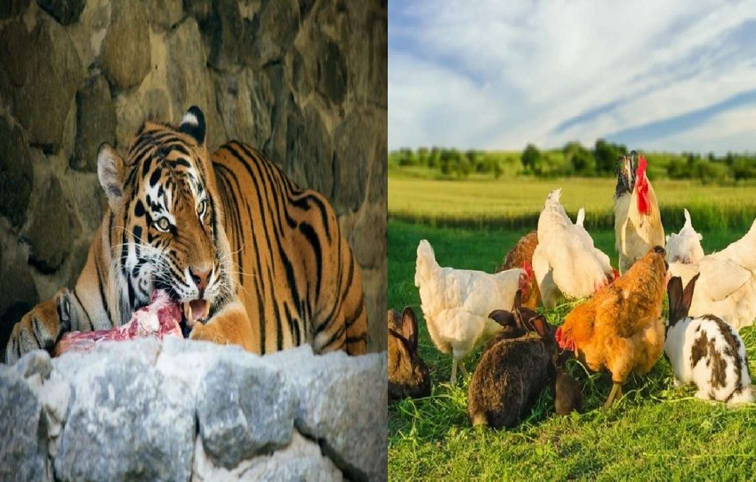 "Dovşan gətirin, at gətirin..." -  Danimarka zooparkı yırtıcılar üçün könüllü axtarır