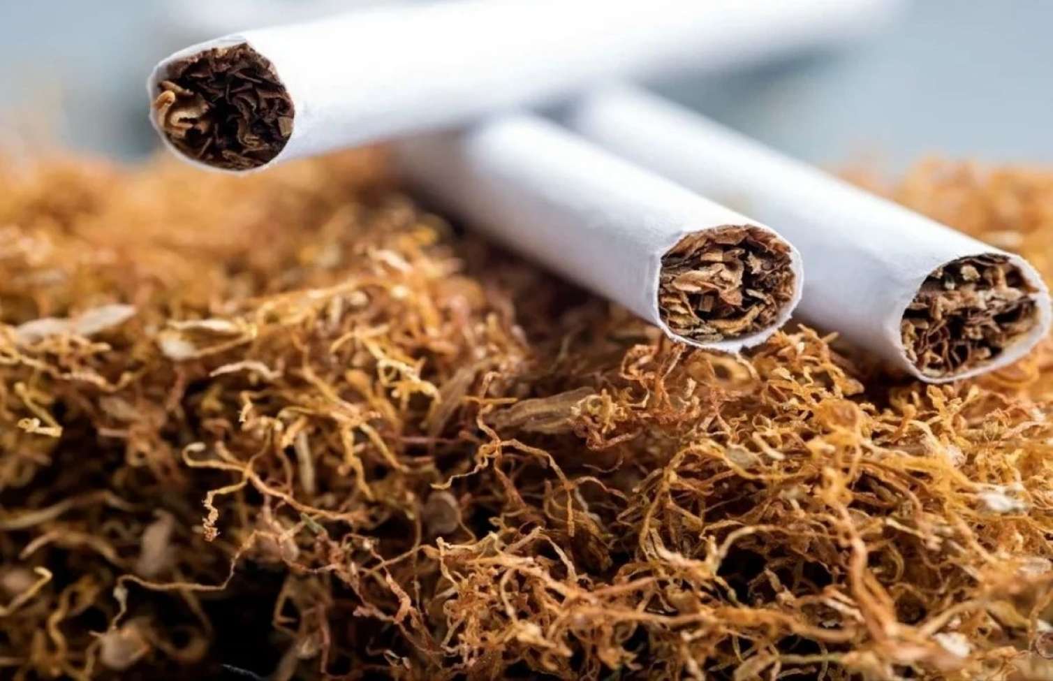Azərbaycanda tütün istehsalı 57%-ə yaxın azalıb 