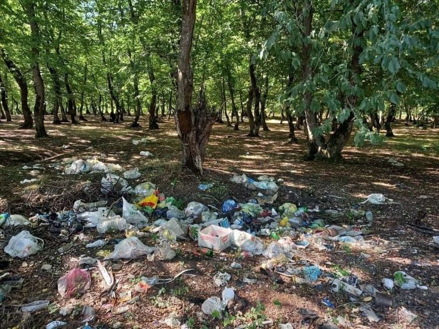 Cəriməni artırmaqla təbiəti qorumaq olmur 