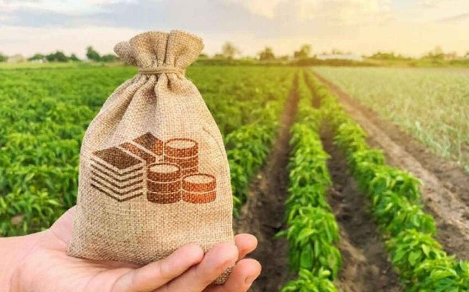 Bu şəxslərə 50% artıq subsidiya veriləcək 