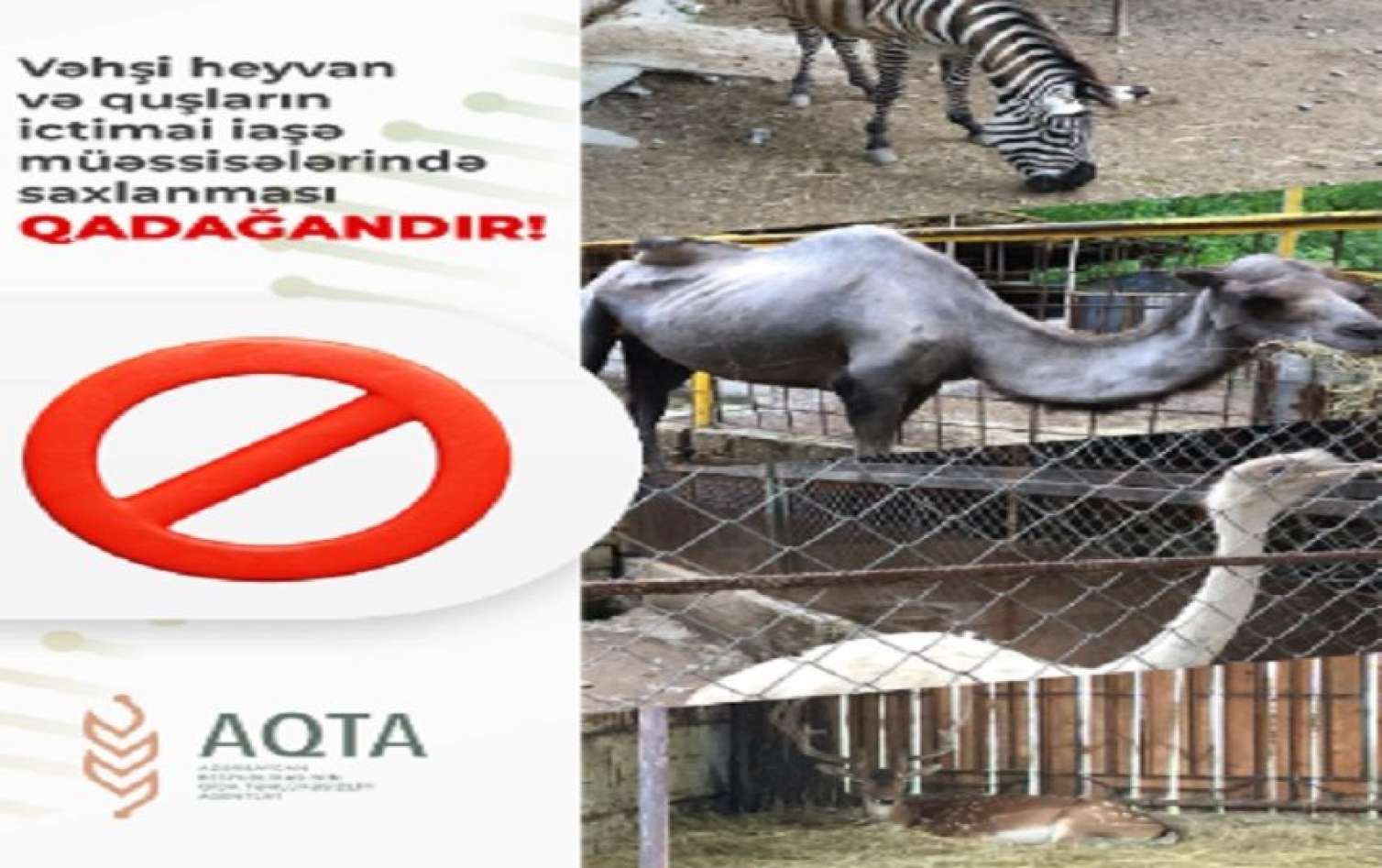Bu heyvanların nümayiş etdirilməsi qanunla qadağandır! 