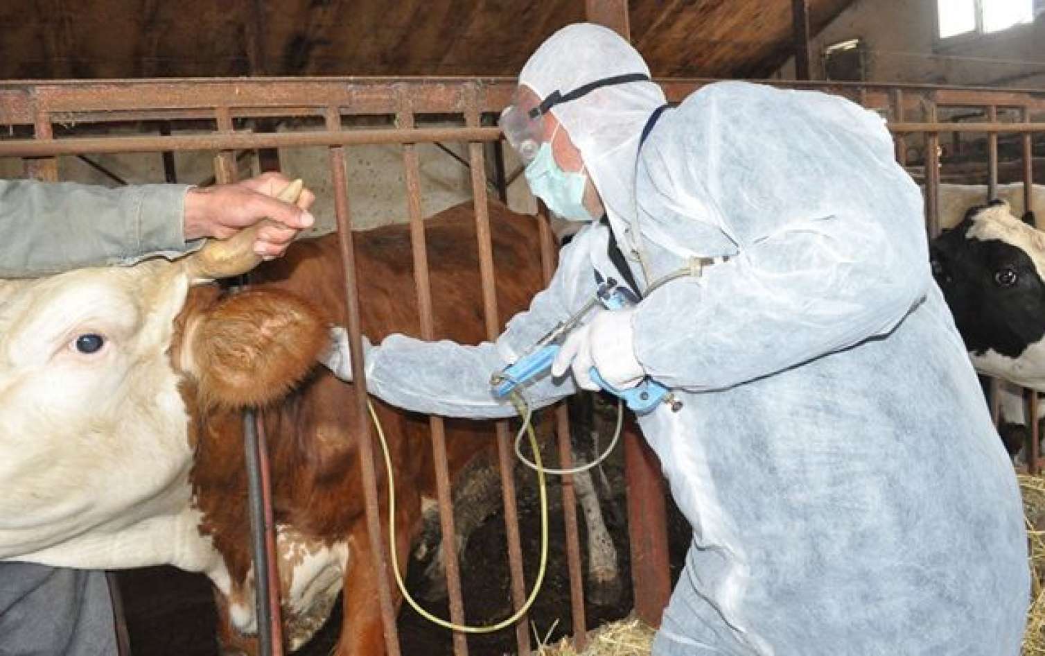 Azərbaycanda daha bir rayonda dabaq xəstəliyi yayıldı 