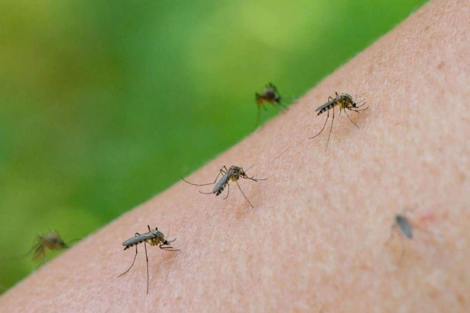 Çindən ağcaqanadlarla yeni təhlükəli virus yayılır 