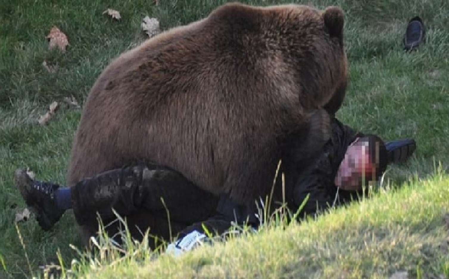Qubada ayı çobana hücum etdi - FOTO