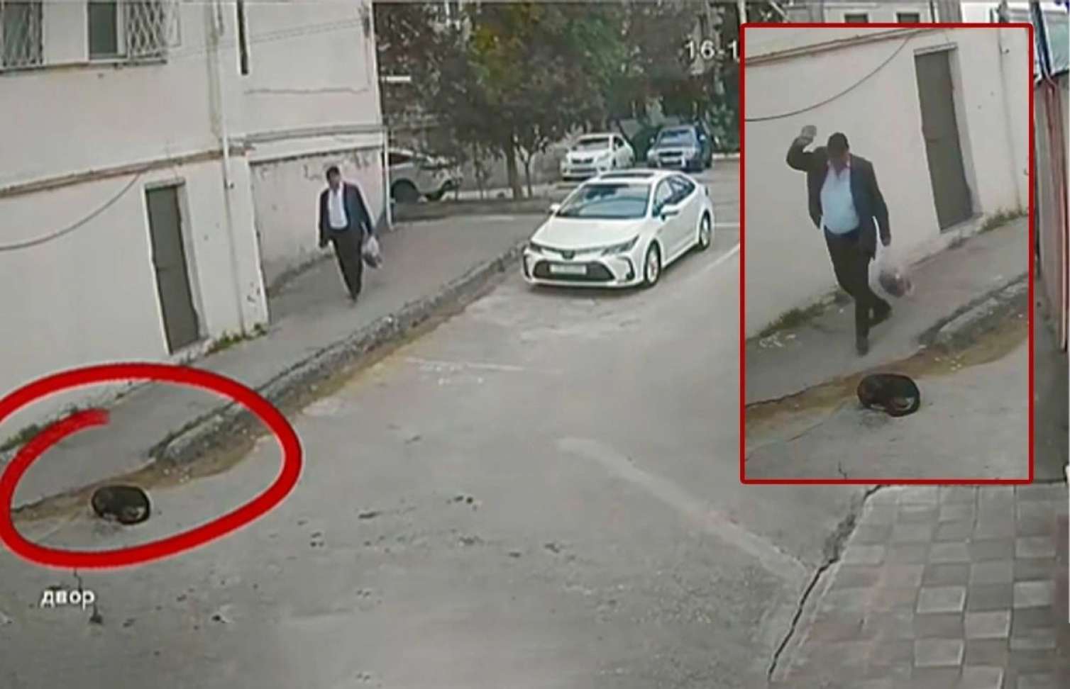 İti daşla vuran şəxslə bağlı tədbir görüldü 