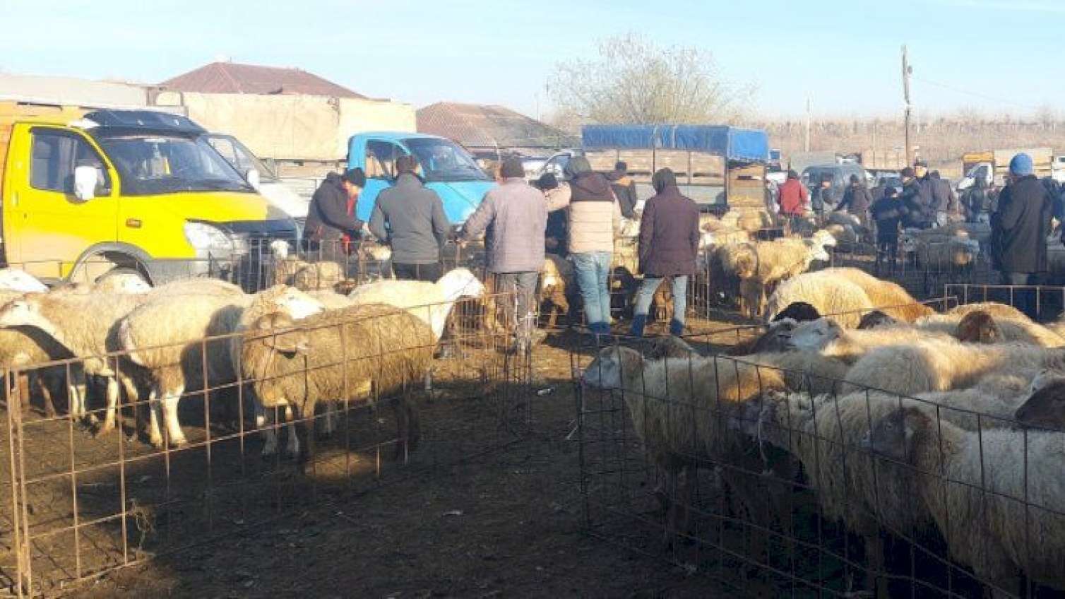 Heyvan bazarları bağlanır: PROSES BAŞLADI 