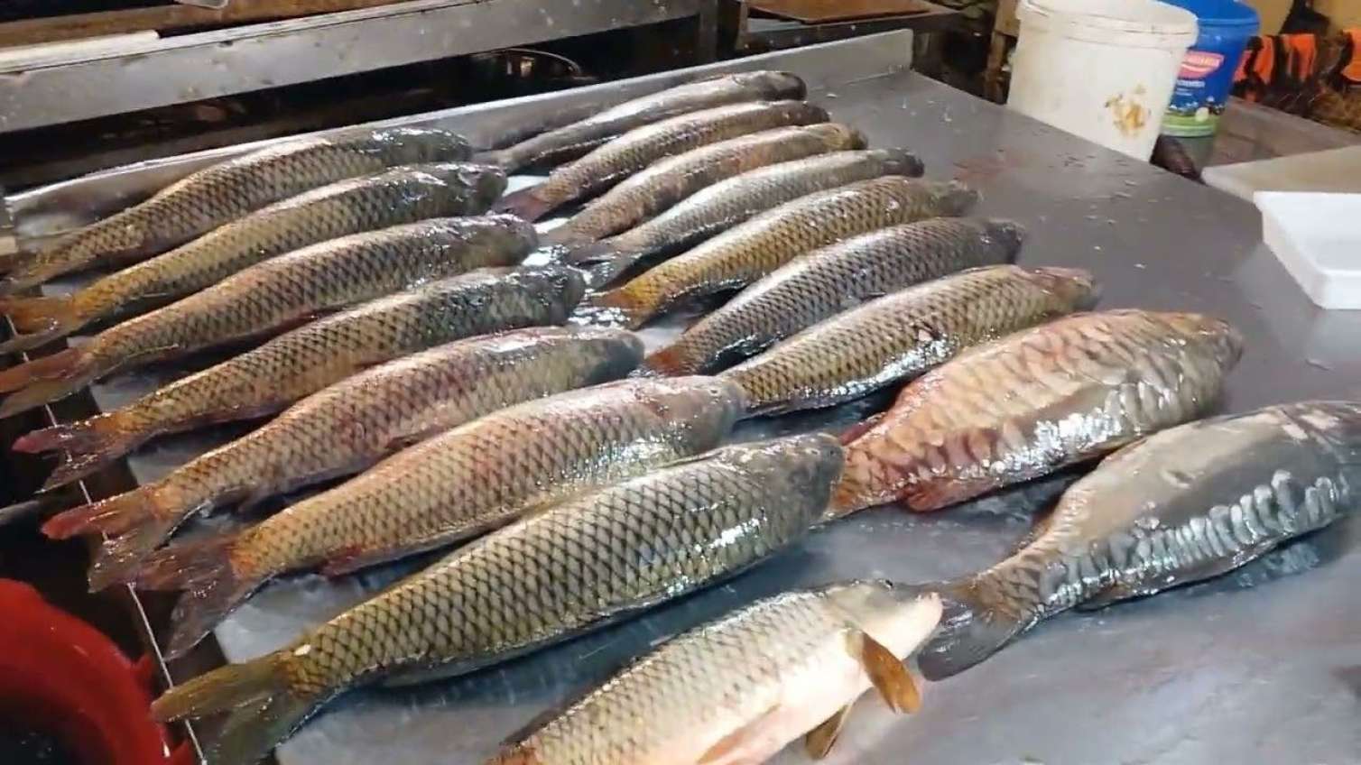 Bakı bazarlarında balıq da bahalaşdı 