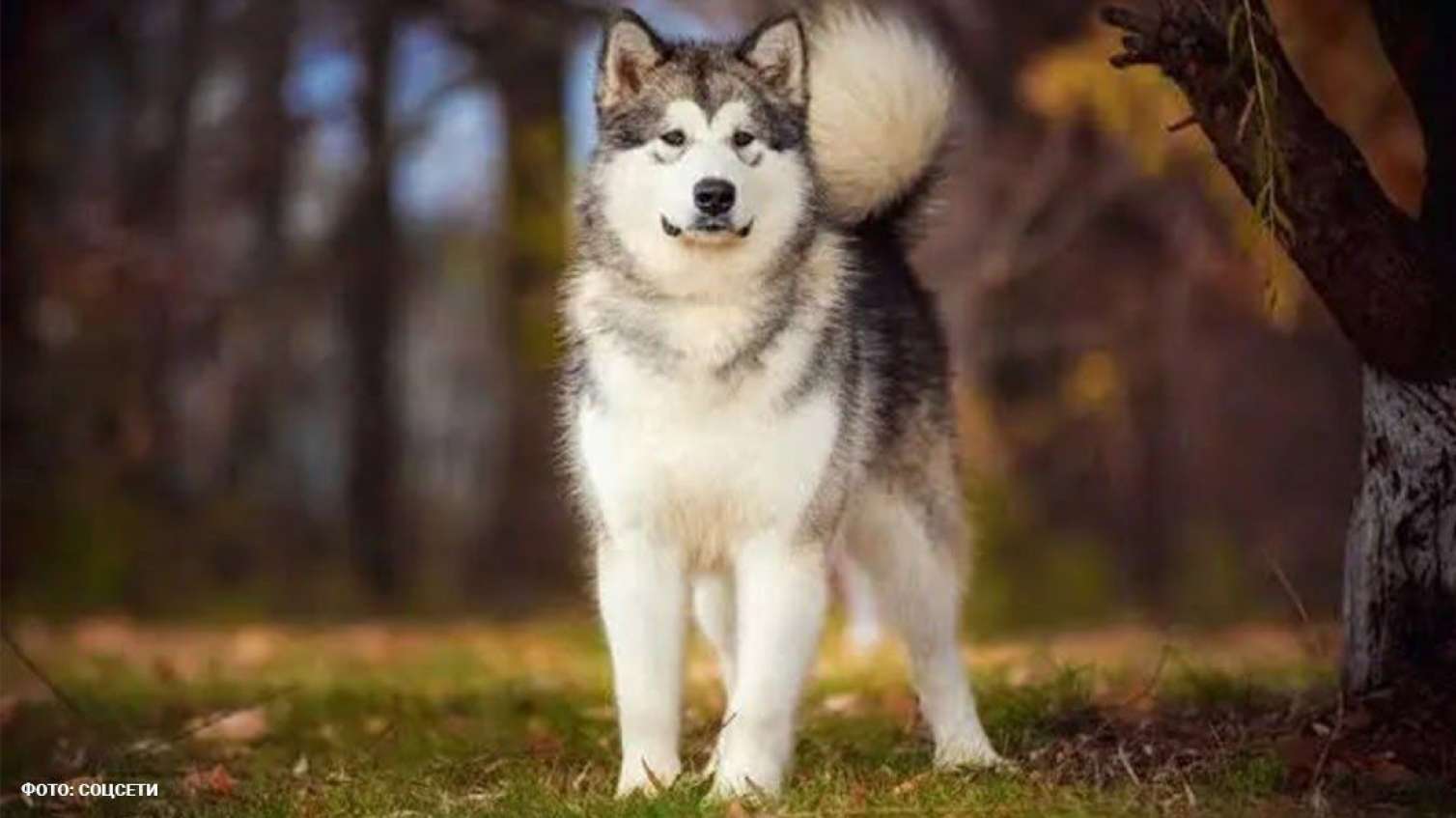 İt 2 aylıq körpəni dişləyib öldürdü 