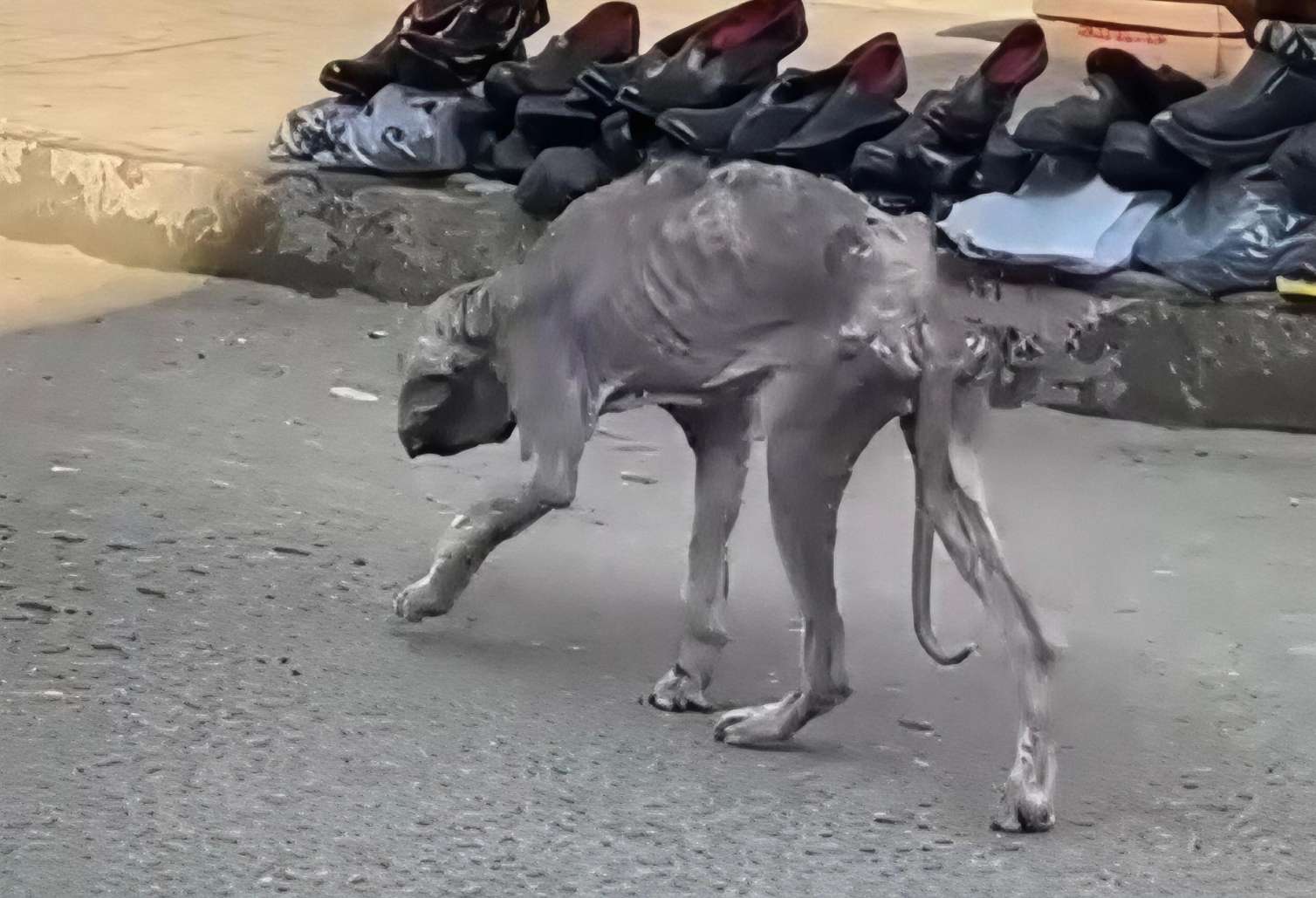 Bakıda bu heyvan görənləri şok etdi - VİDEO 