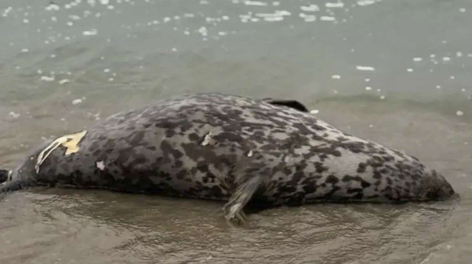 Xəzərin sahilində 112 ölü suiti tapıldı  