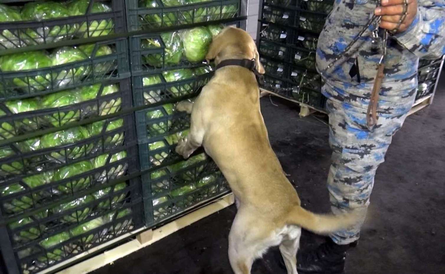 Kahının altında 97 kq marixuana tapıldı – FOTO 