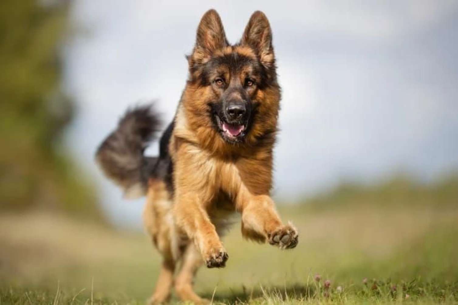 Çoban iti 83 yaşlı kişini parçalayaraq öldürdü 