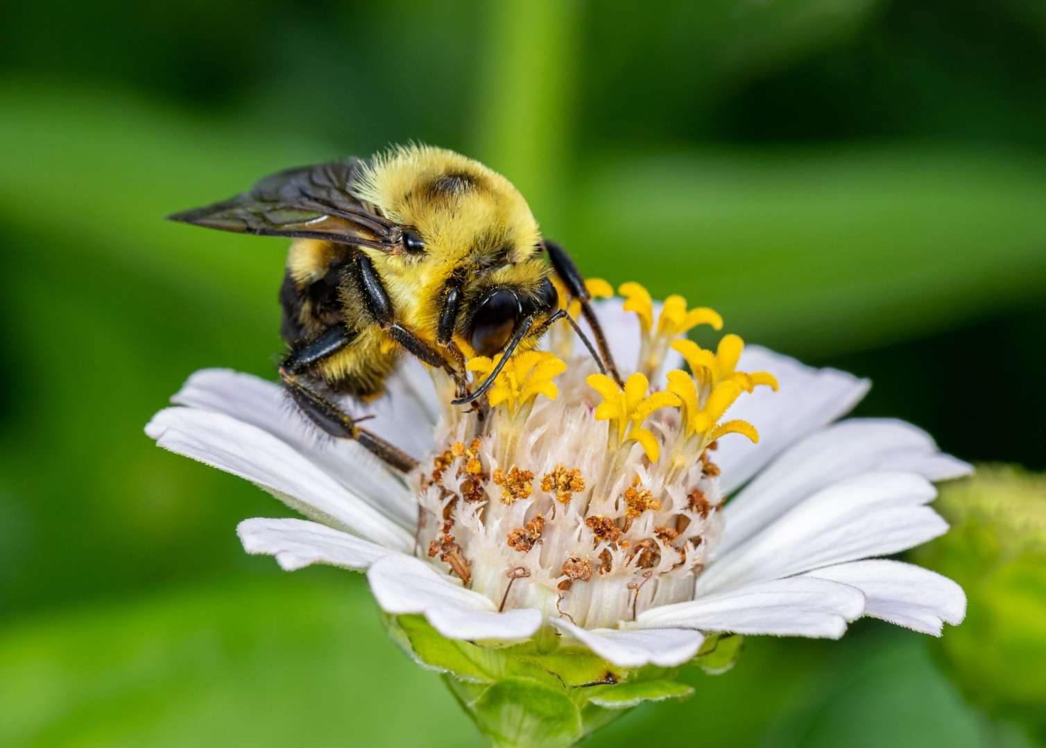 Arılara Morze əlifbası öyrətdilər – Dünya elmində mühüm yenilik 