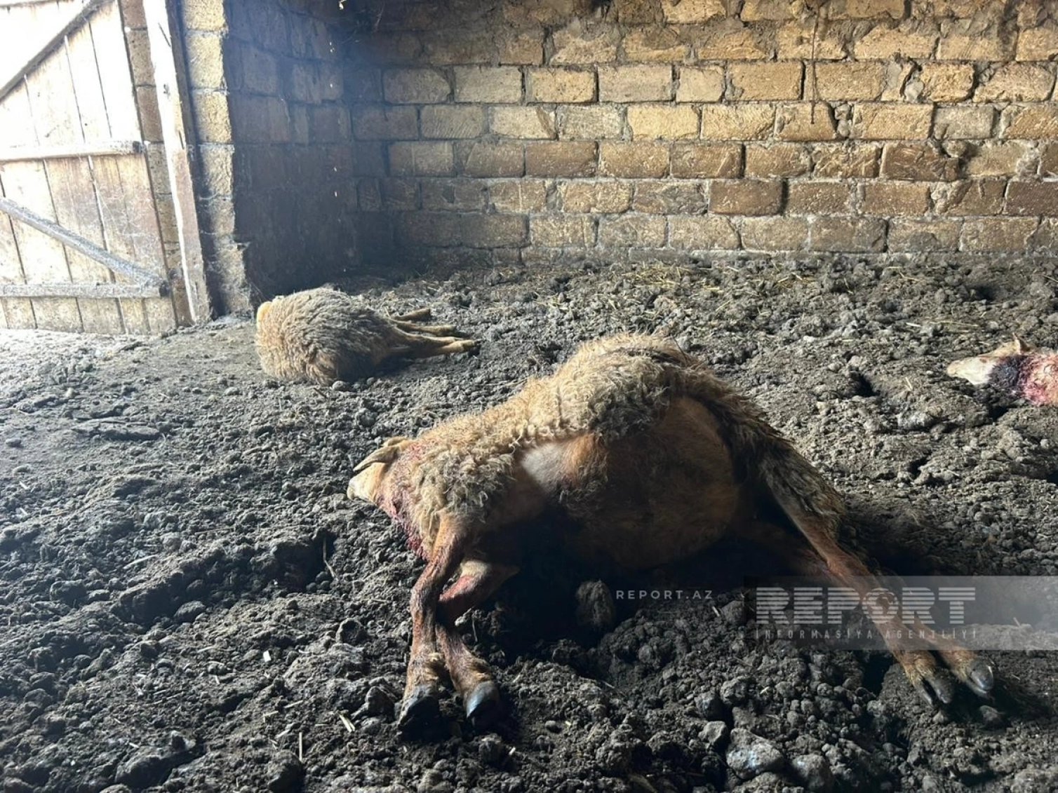 Canavarlar daha bir kəndə hücum etdi – 13 qoyun tələf oldu (FOTO) 