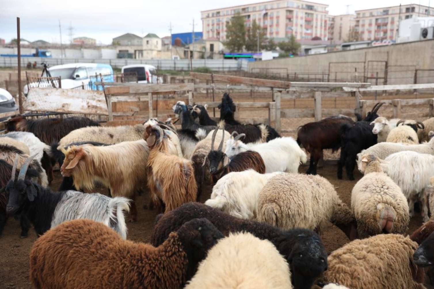 Heyvan bazarını AQTA bağlatdırıb – Bəs nə vaxt açılacaq? 