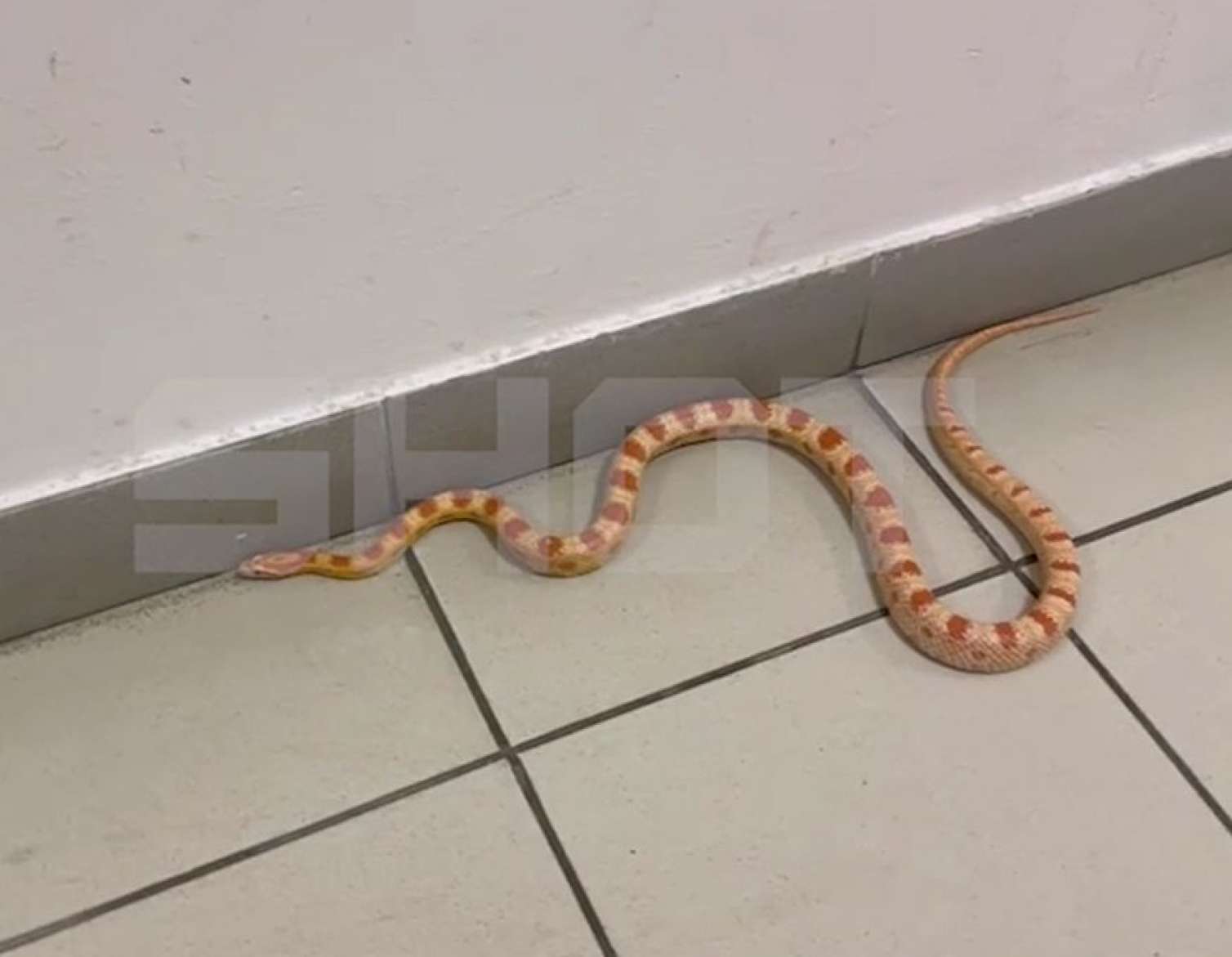 Rusiyada mənzilə ilan girdi – Ev sahibi əskiyə oxşatdı – VİDEO 