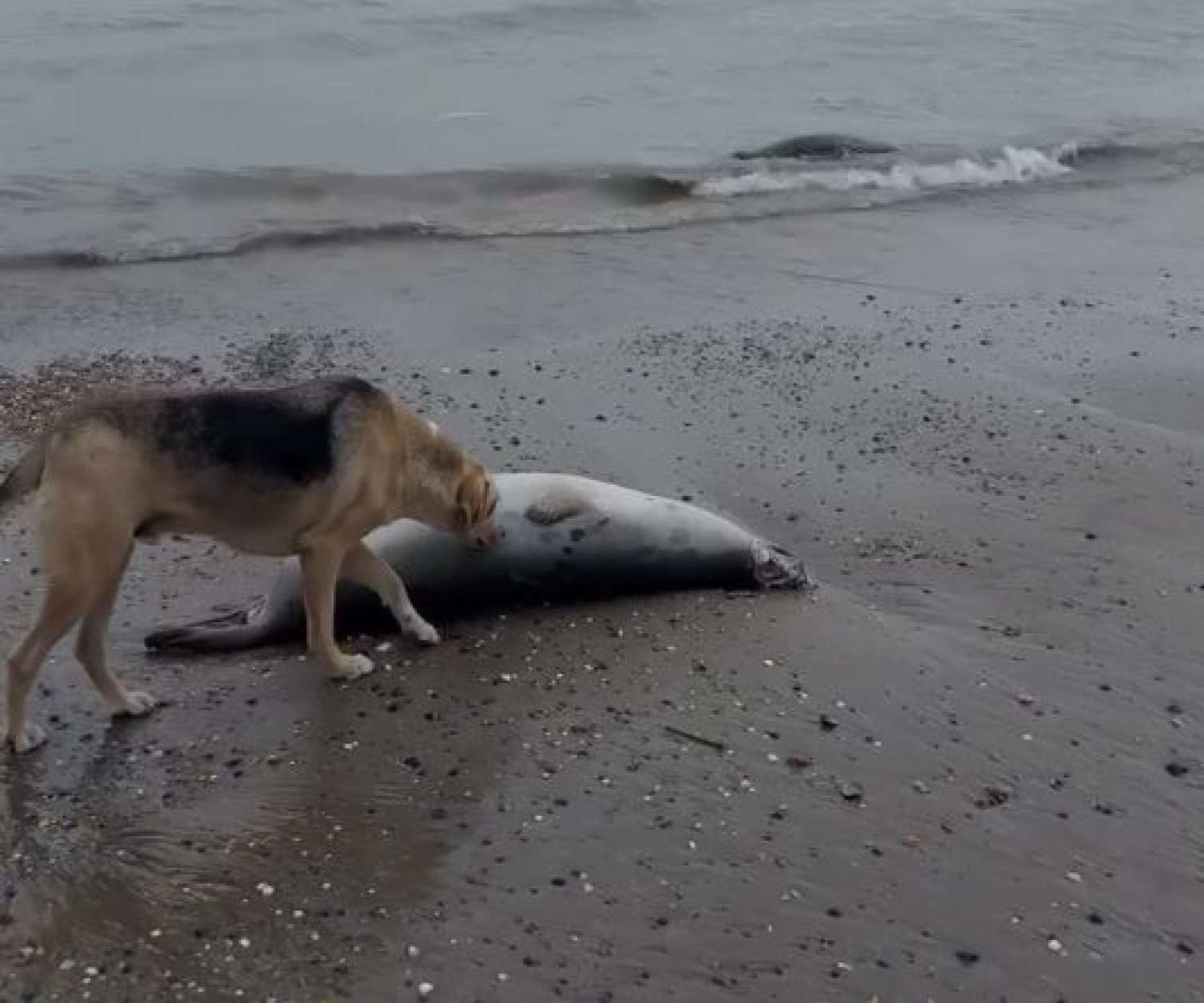 Xəzər sahilində 480-dən çox ölü suiti tapıldı – VİDEO 