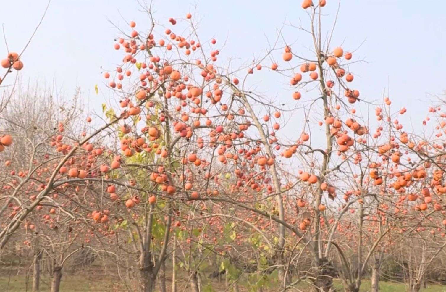 İmişlidə tonlarla xurma ağaclarda çürüyür – VİDEO 