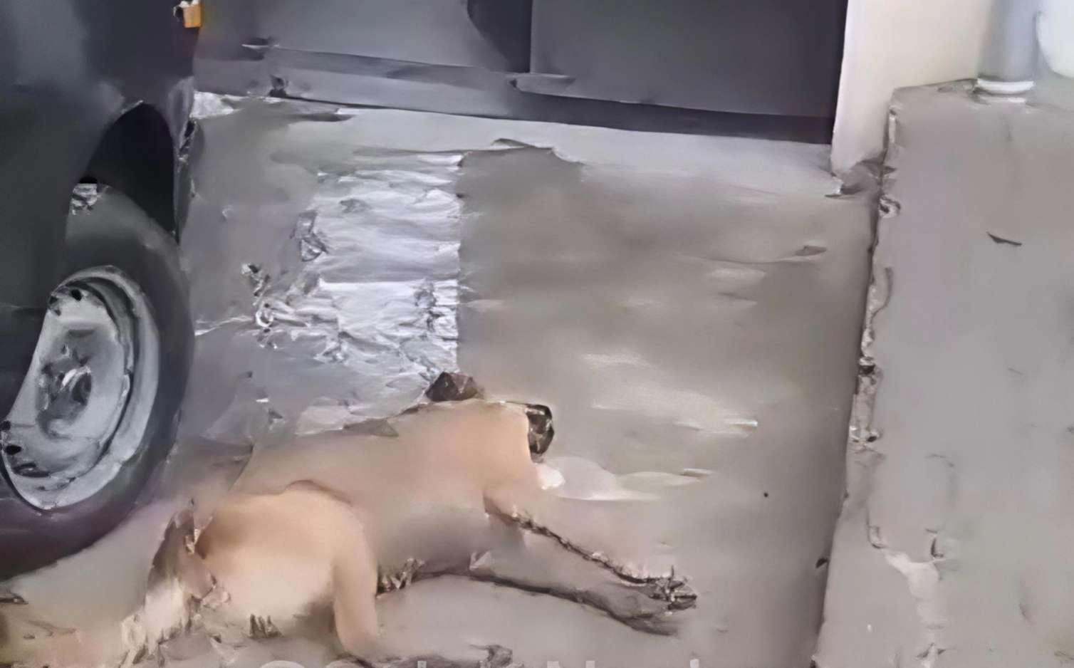 Gəncə İcra Hakimiyyəti itləri zəhərləyib? - AÇIQLAMA+VİDEO 