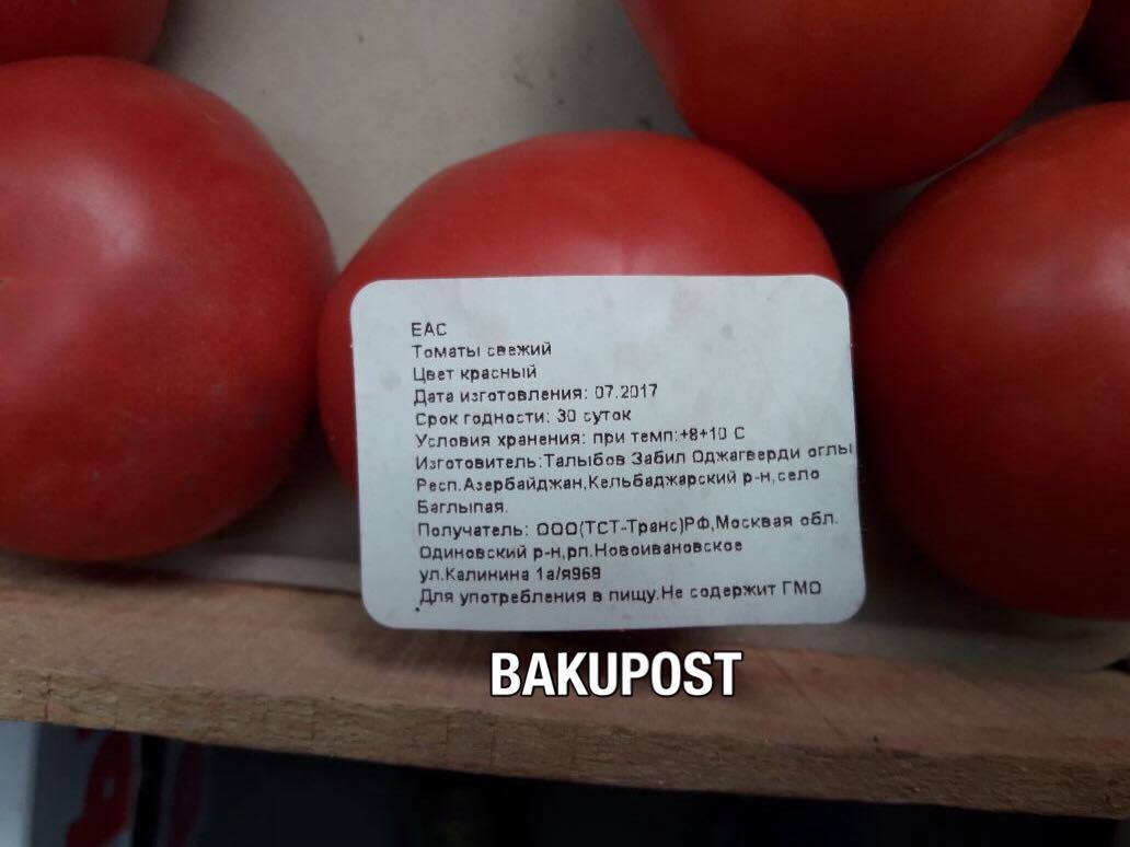 Azərbaycanlı fermer Kəlbəcərdə pomidor yetişdirir -  FOTO