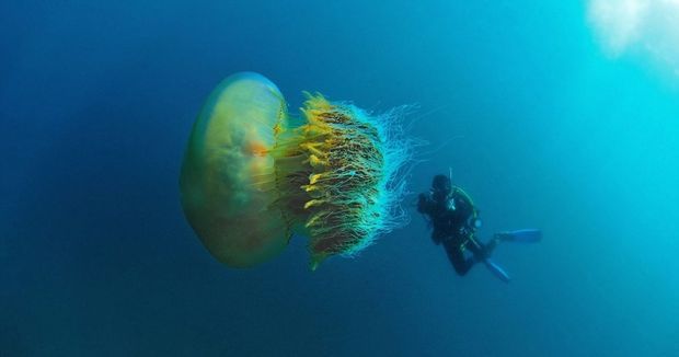 Nəhəng meduza tapıldı -  FOTO