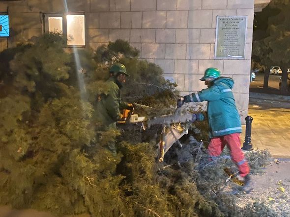 Külək Bakıda 25 ağacı aşırıb - FOTOLAR Külək Bakıda 25 ağacı aşırıb - FOTOLAR