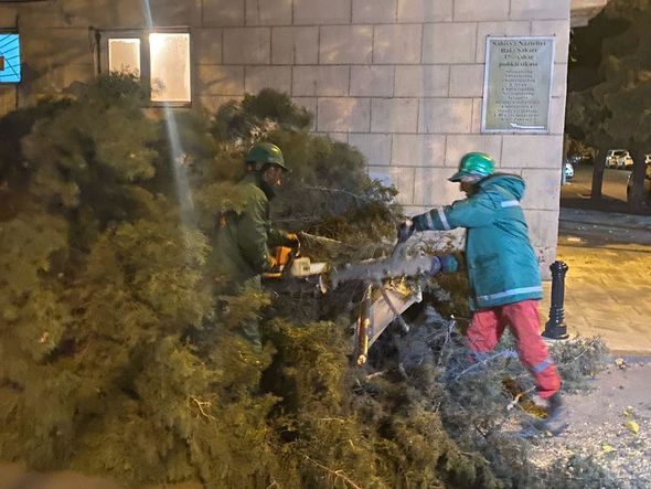 Külək Bakıda 25 ağacı aşırıb -  FOTOLAR