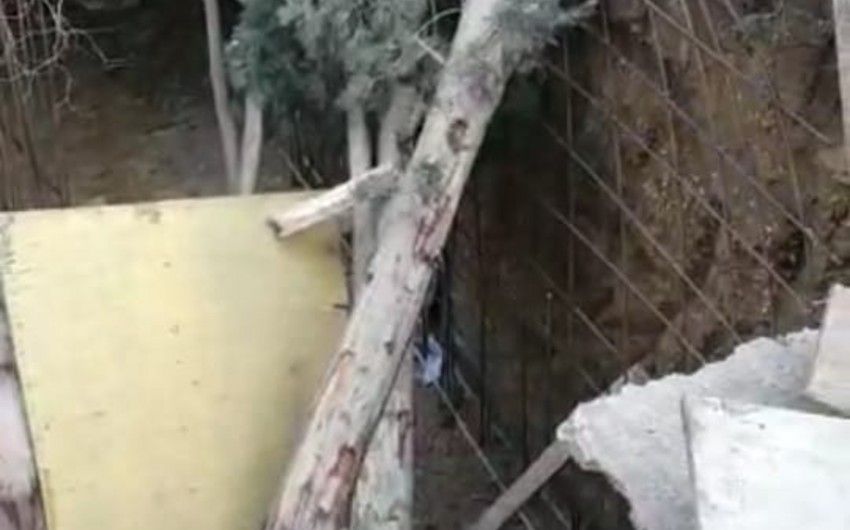 Xırdalanda ağacların aşması ilə bağlı araşdırma aparılır - FOTO Xırdalanda ağacların aşması ilə bağlı araşdırma aparılır - FOTO