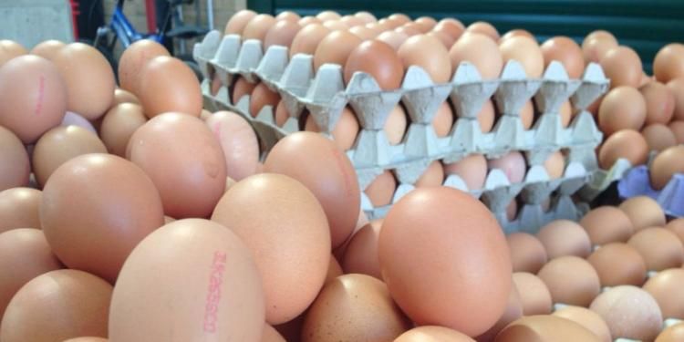 “Yumurtanın qiyməti yenidən qalxacaq” - Ekspert