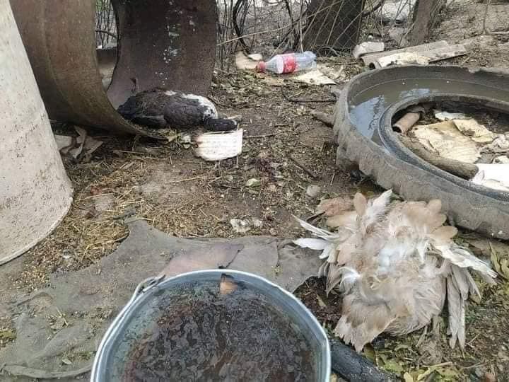 Siyəzəndəki yanğından dəhşətli görüntülər – FOTO+VİDEO Siyəzəndəki yanğından dəhşətli görüntülər – FOTO+VİDEO