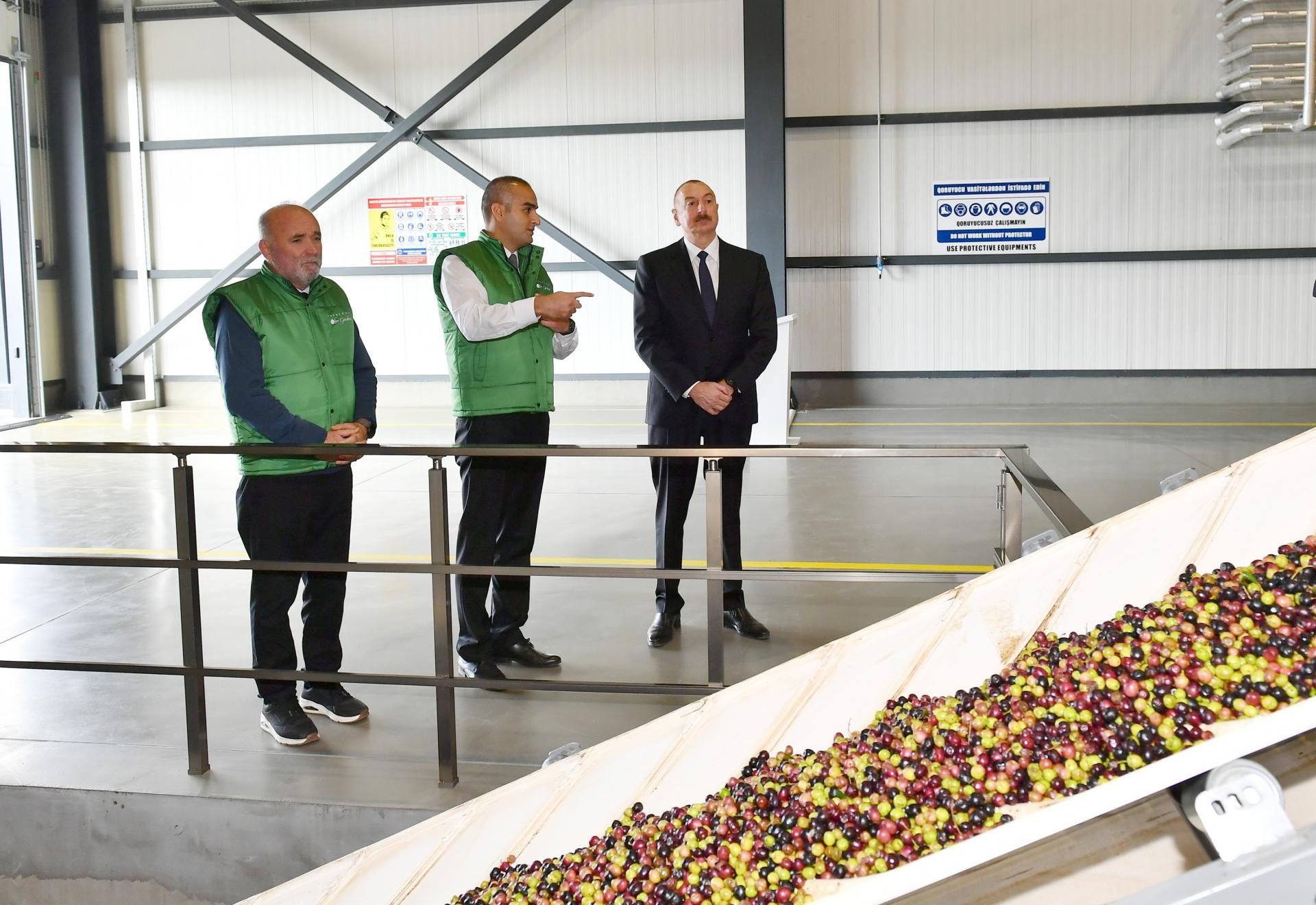 Prezident zeytun zavodunun açılışında - YENİLƏNİB - FOTO
