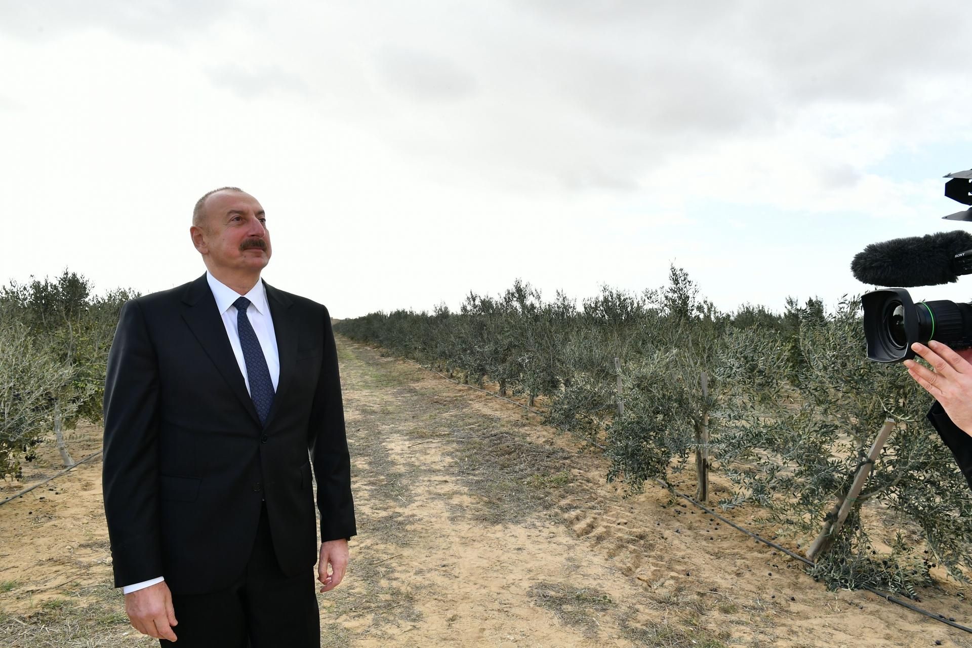 Prezident zeytun zavodunun açılışında - YENİLƏNİB - FOTO