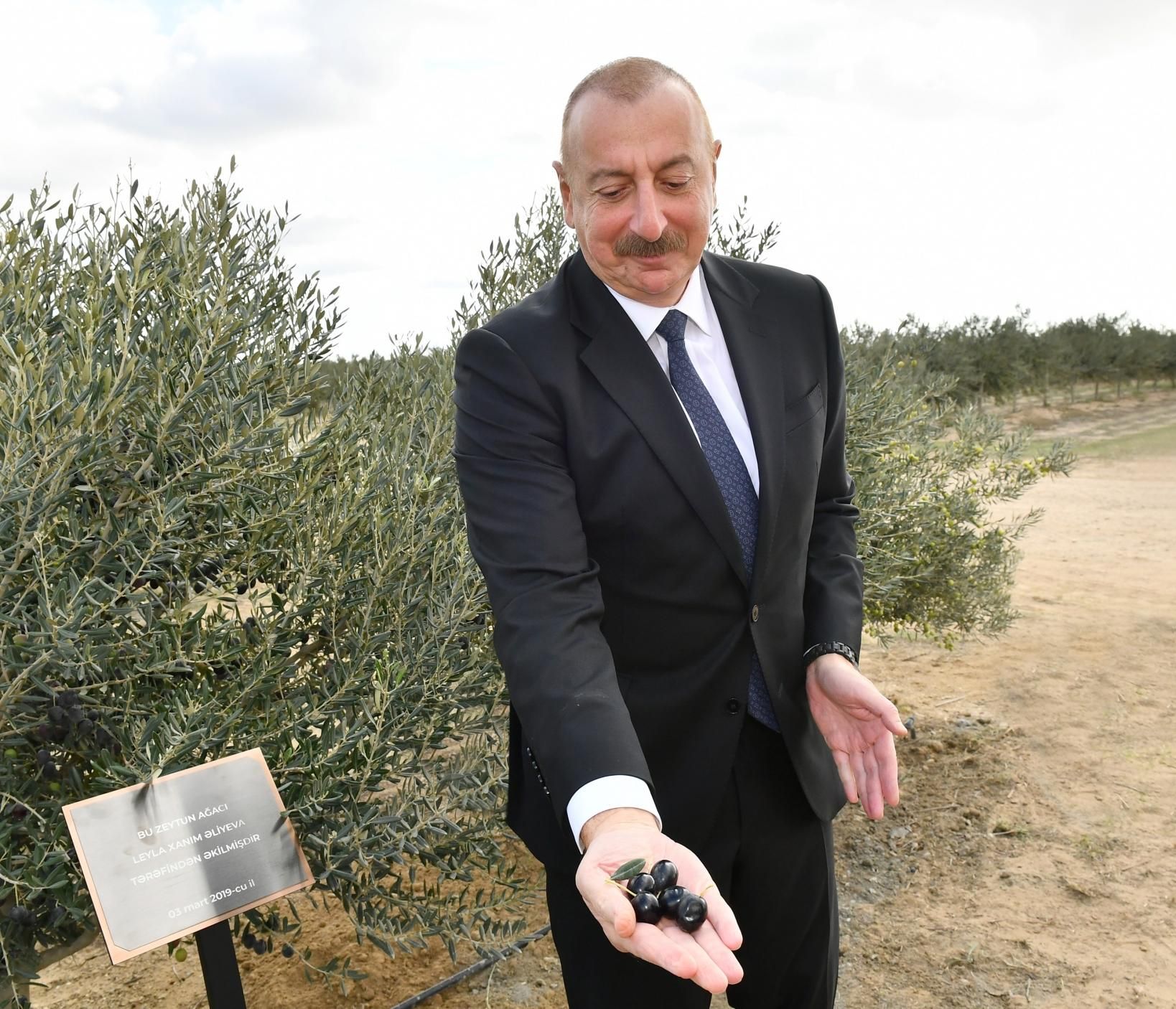 Prezident zeytun zavodunun açılışında - YENİLƏNİB - FOTO