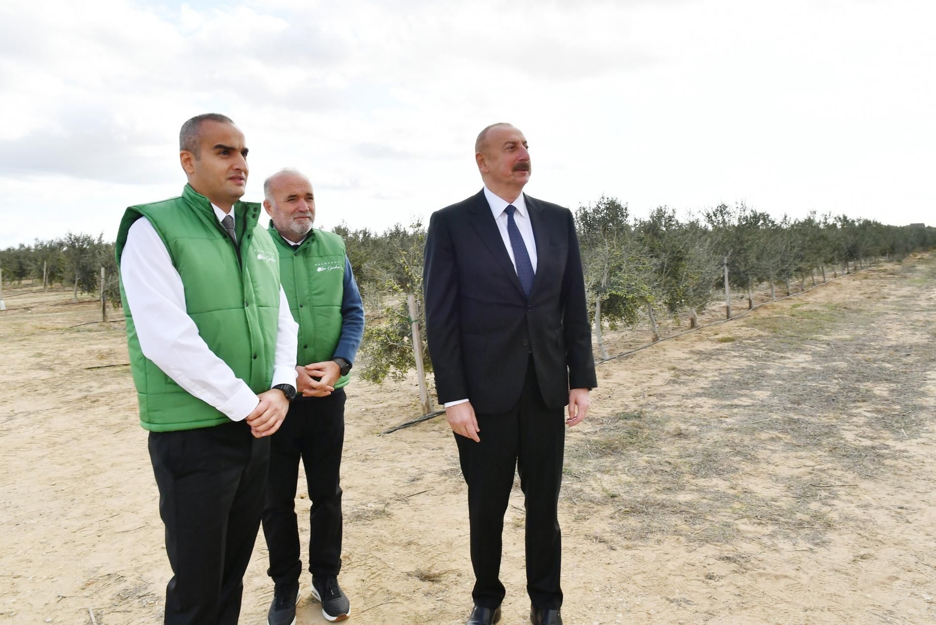 Prezident zeytun zavodunun açılışında - YENİLƏNİB - FOTO