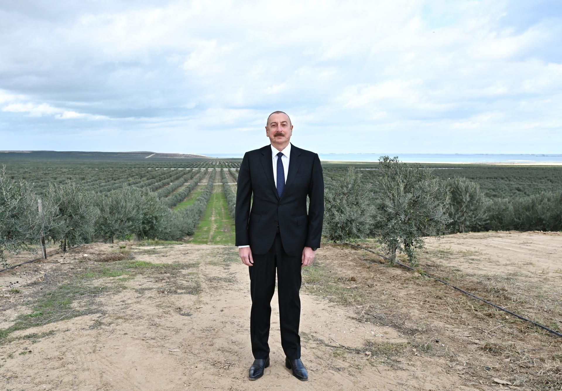 Prezident zeytun zavodunun açılışında - YENİLƏNİB - FOTO
