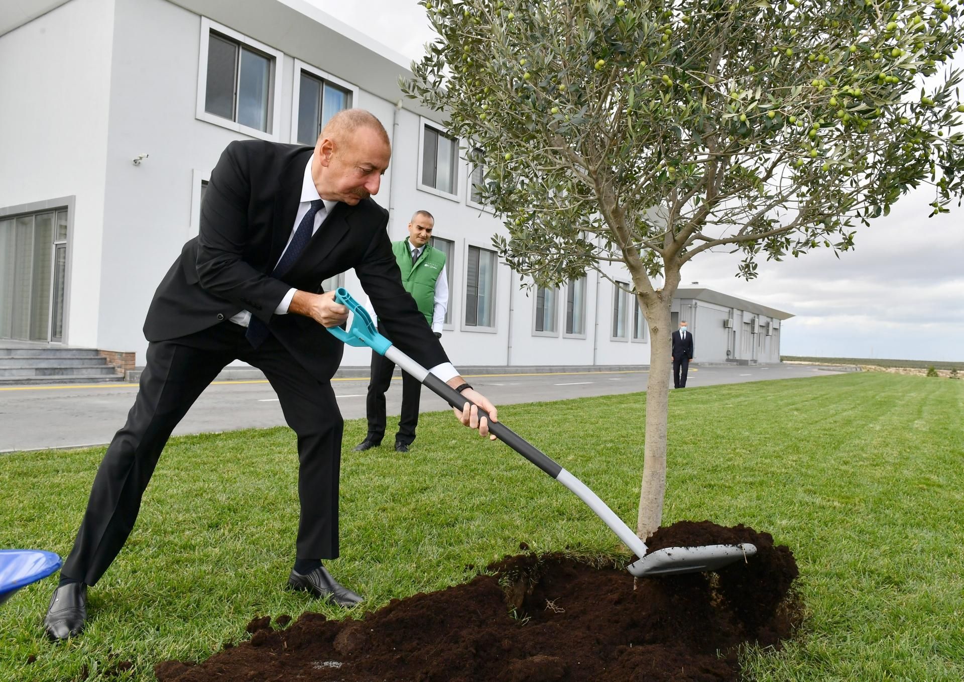 Prezident zeytun zavodunun açılışında - YENİLƏNİB - FOTO