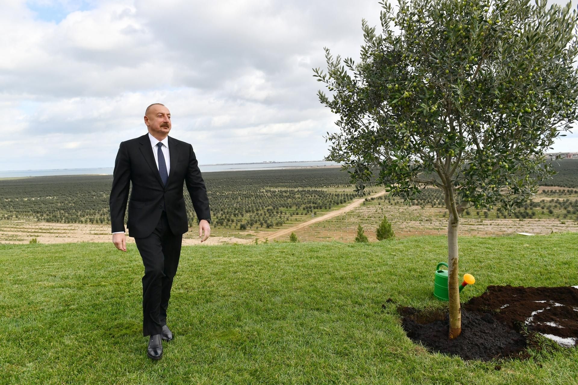 Prezident zeytun zavodunun açılışında - YENİLƏNİB - FOTO